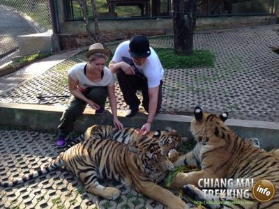 Tiger Kingdom, Orchid & Butterfly Farm | Chiang Mai Trekking | Le meilleur trekking à Chiang Mai avec Piroon Nantaya